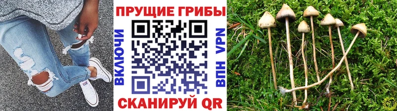 где можно купить наркотик Белоусово Псилоцибиновые грибы мицелий